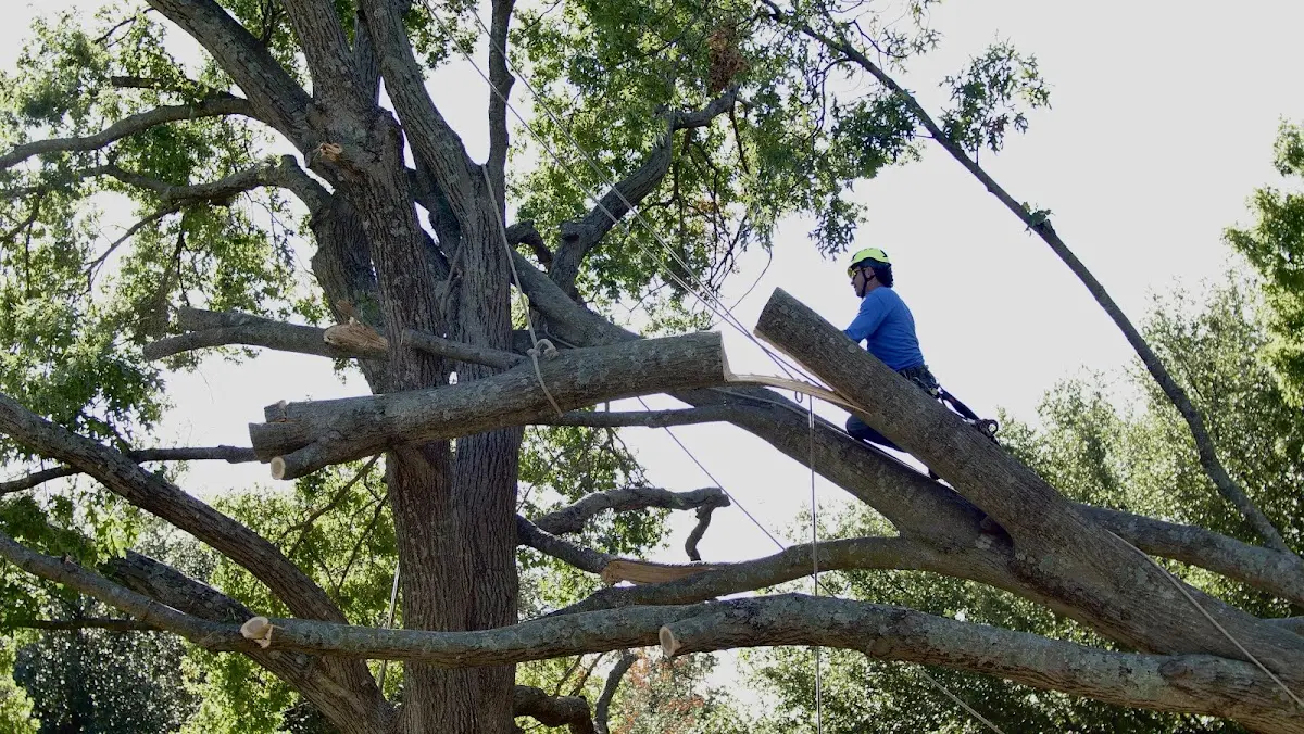 Professional Hazardous Tree Removal performed by certified arborists in Cunningham